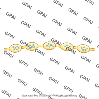 Autonomic neuron varicosity