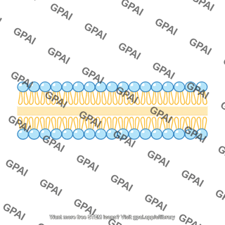 Lipid bilayer