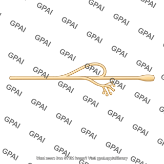 Collateral nerve fiber