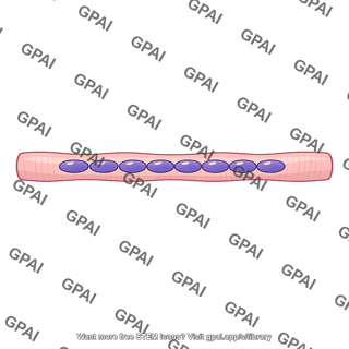 Muscle fiber nucleus chain