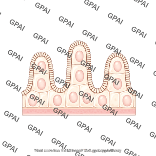 Duodenum epithelium mucous