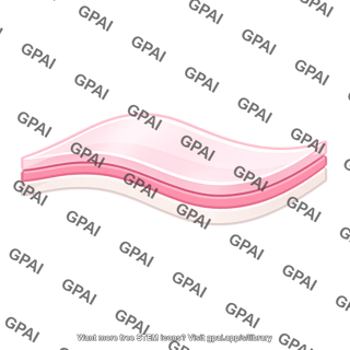 Intestinal membrane layered boundary