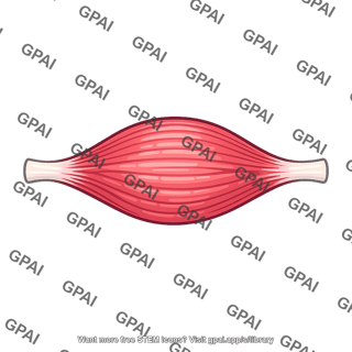 Flexor muscle contracted