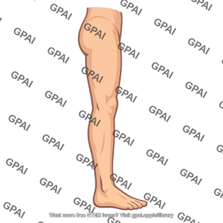 Lower limb