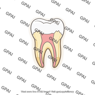 Tooth anatomy