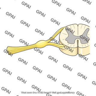 Dorsal spinal nerve root