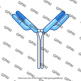 Antibody