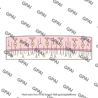 Cortical layer vib