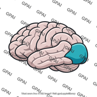 Posterior occipital cortex