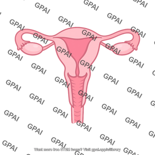 Female genital tract