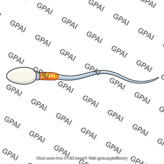 Mature sperm
