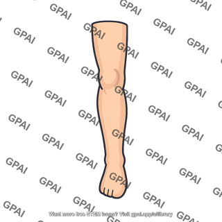 Human leg