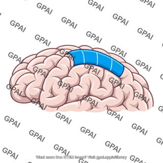 Somatosensory area i