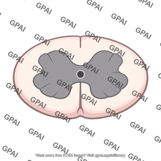 Spinal cord cross section