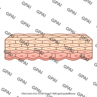 Skin epidermis