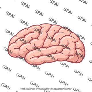 Brain surface