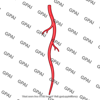 Branching artery