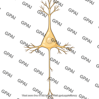 Betz pyramidal cell