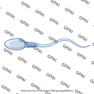 Sperm mature