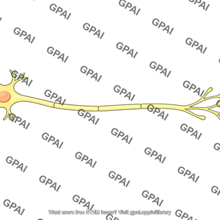 Somatic motor axon