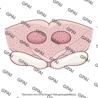 Supraoptic nucleus