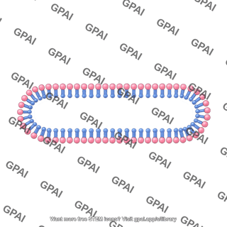 Membrane bilayer x long filled vesicle stage 4 small side