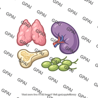 Lymphoid system organs icon set