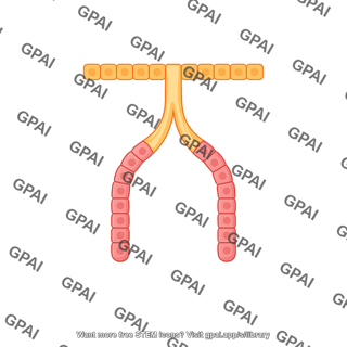 Exocrine gland simple branched tubular