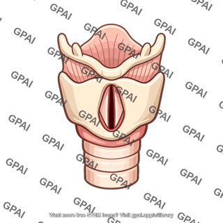 Larynx and trachea