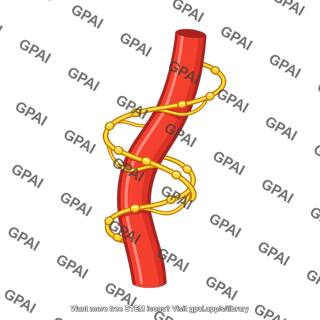 Vascular sympathetic nerve
