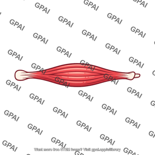 Skeletal muscle