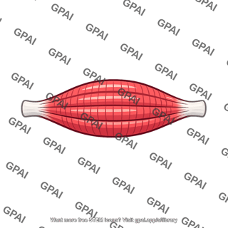 Skeletal muscle shortened