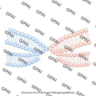 Hemifusion 2 membrane bending 1