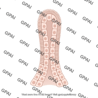 Intestinal villus club like