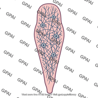 Reticular formation medullary