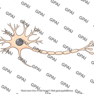 Somatic motor neuron
