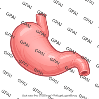 Stomach