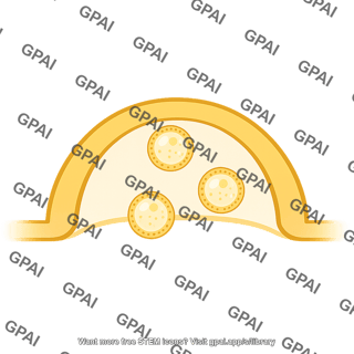 Vesicle synaptic cleft half circle
