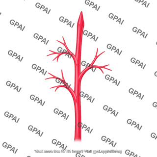 Blood vessel new