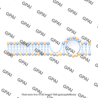 Membrane with vesicle linear stage 4 side