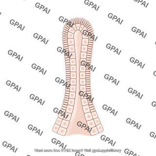 Intestinal villus finger like short