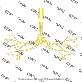 Nerve fiber bundle