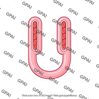 Capillary loop
