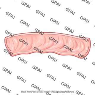 Esophageal mucosa