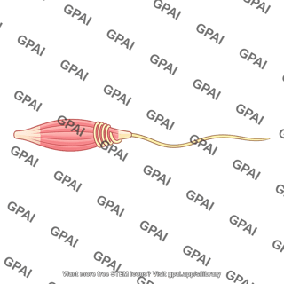 Muscle spindle sensory nerve