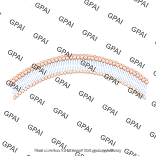 Arc membrane 2 phospholipid bilayer filled landscape