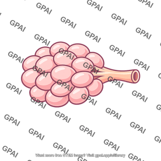 Exocrine gland