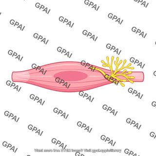Secondary afferent ending