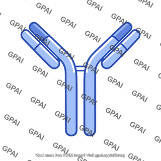 Protein antibody