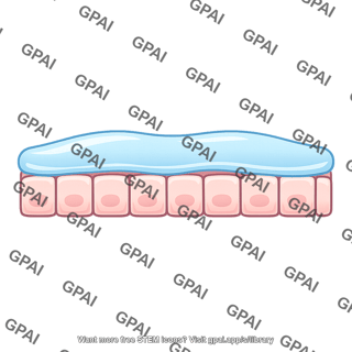 Gastric barrier